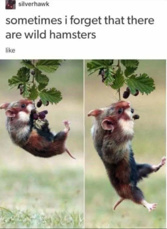 Untitled meme
