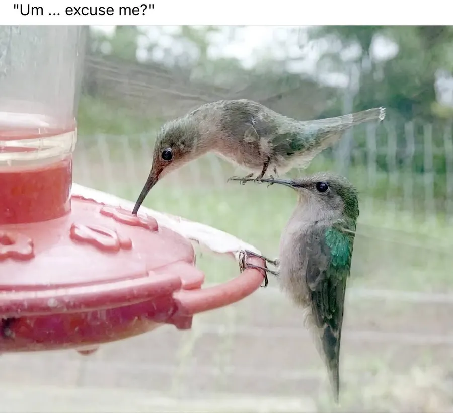 Untitled meme