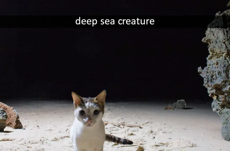 Untitled meme