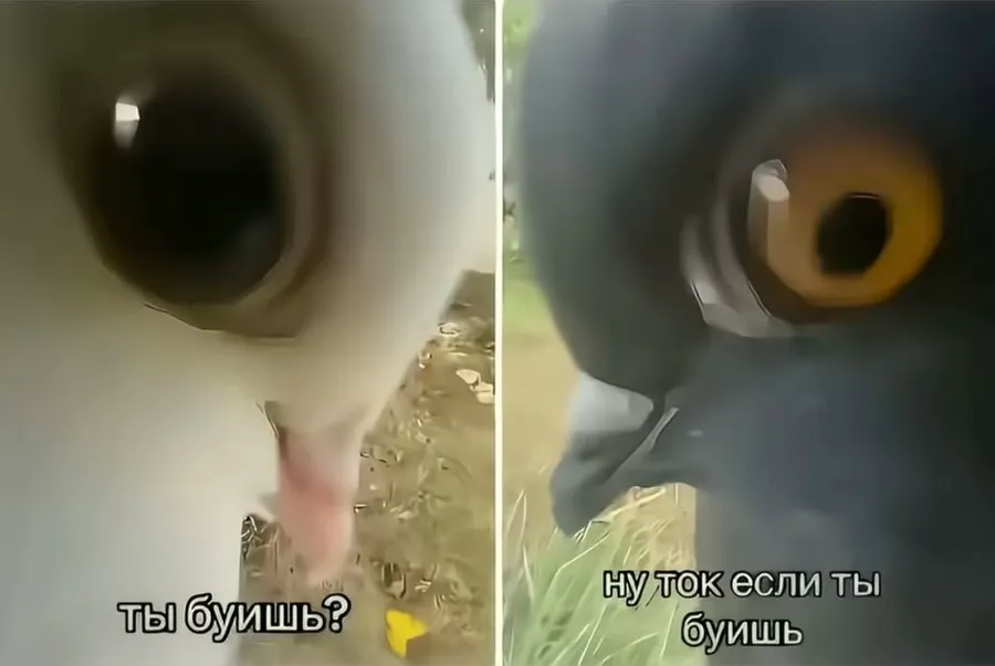 Untitled meme