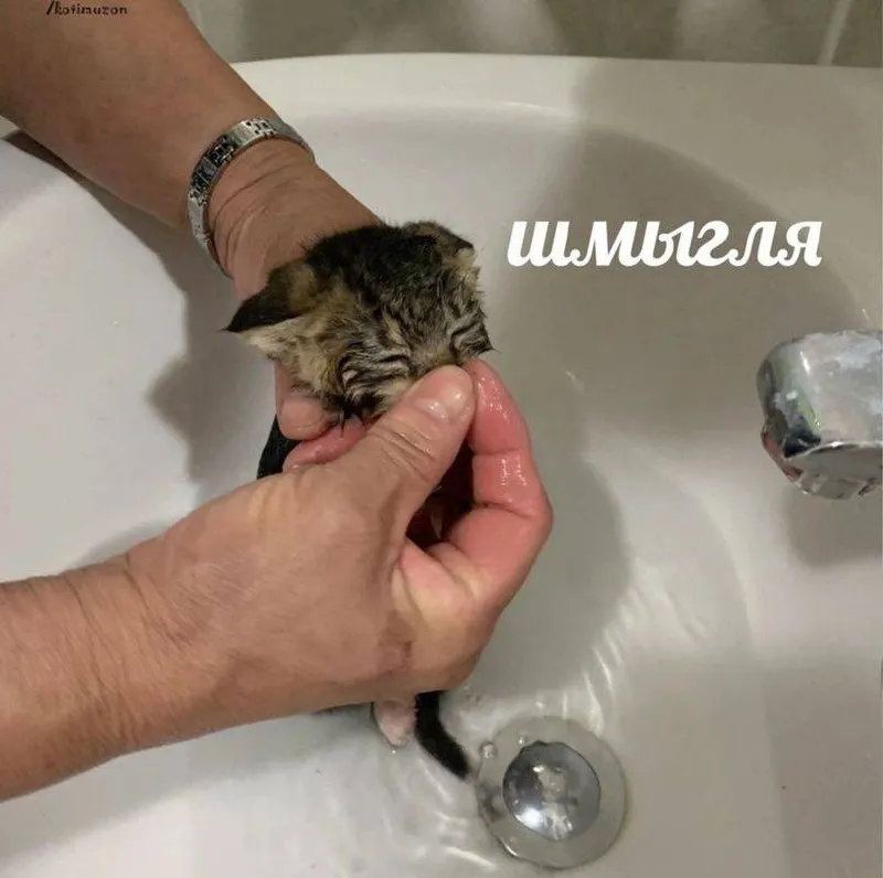 Untitled meme