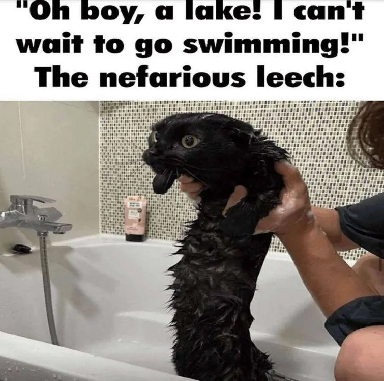 Untitled meme