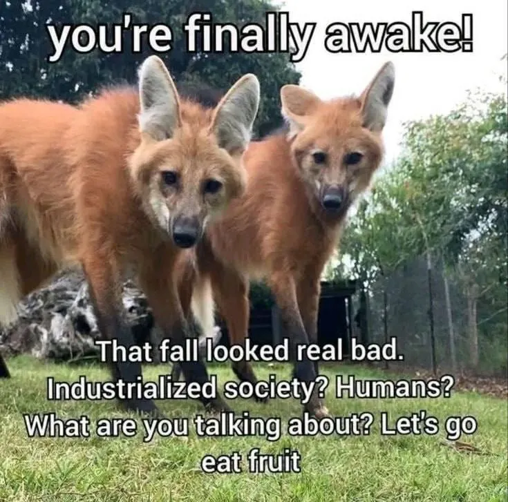 Untitled meme
