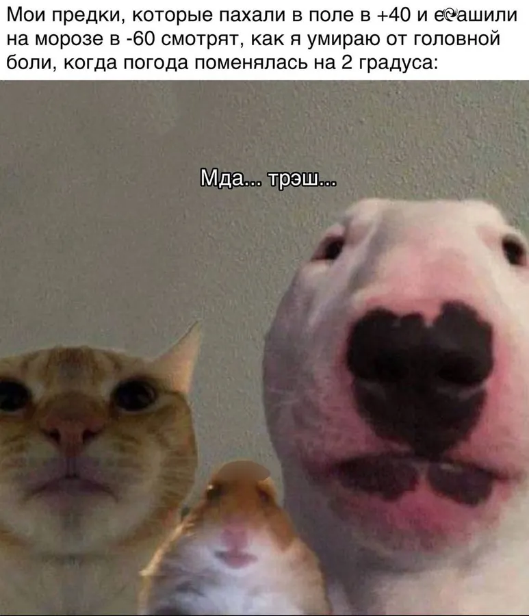 Untitled meme