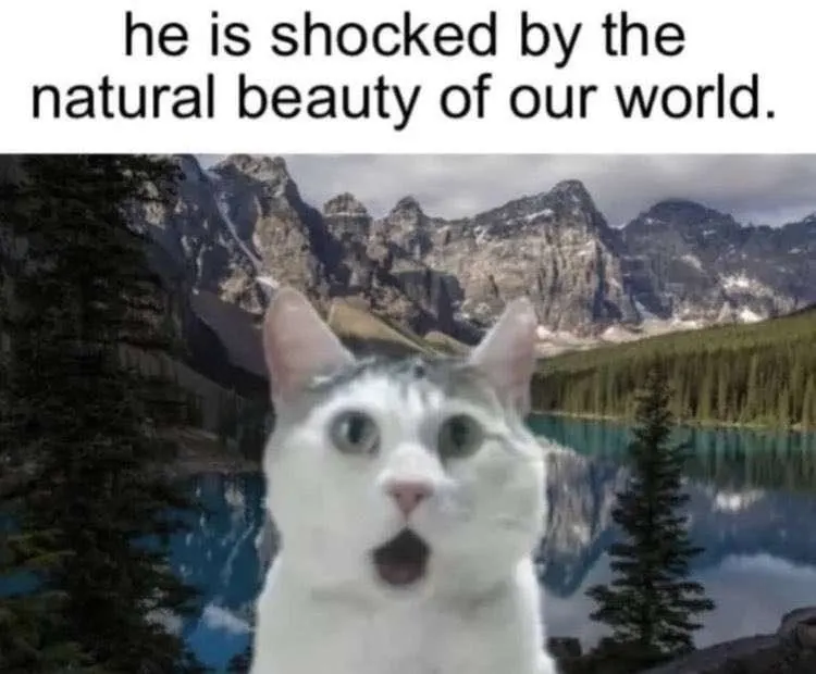 Untitled meme