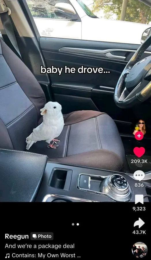 Untitled meme