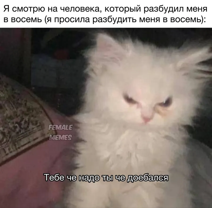 Untitled meme