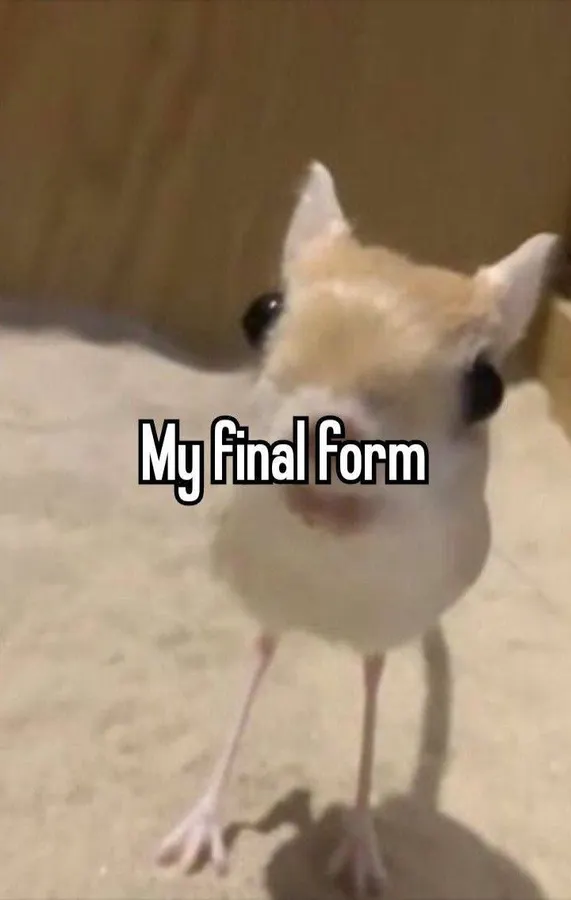 Untitled meme