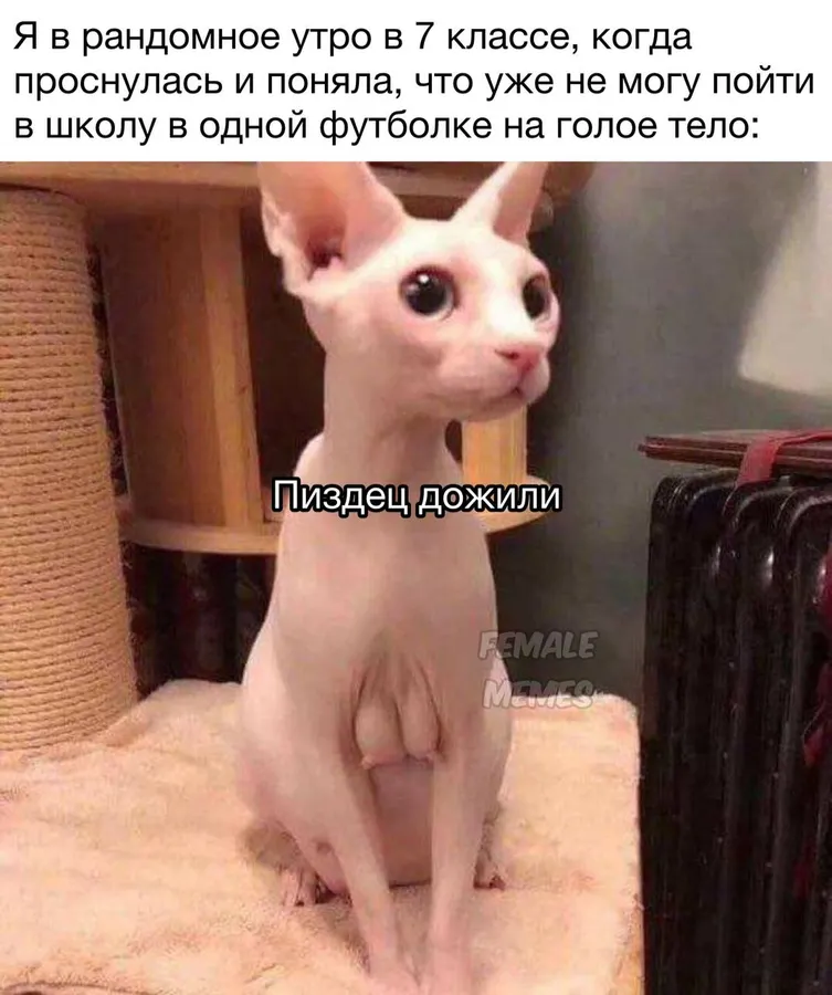 Untitled meme