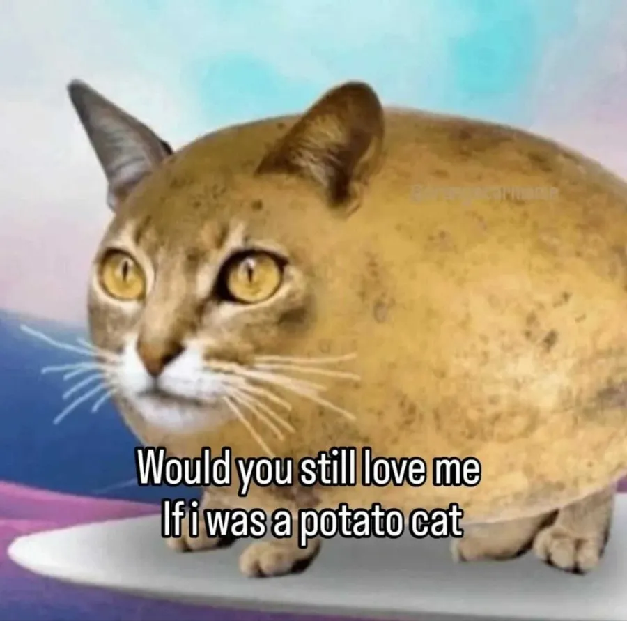 Untitled meme