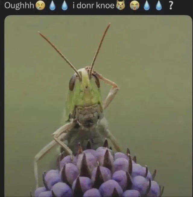Untitled meme