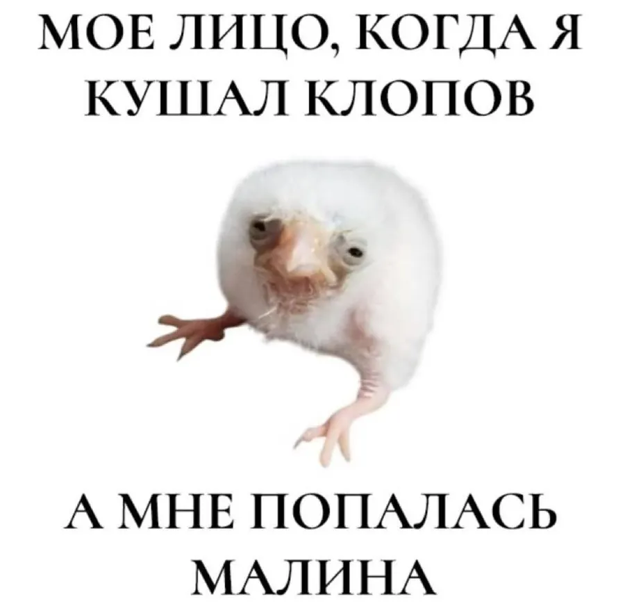 Untitled meme