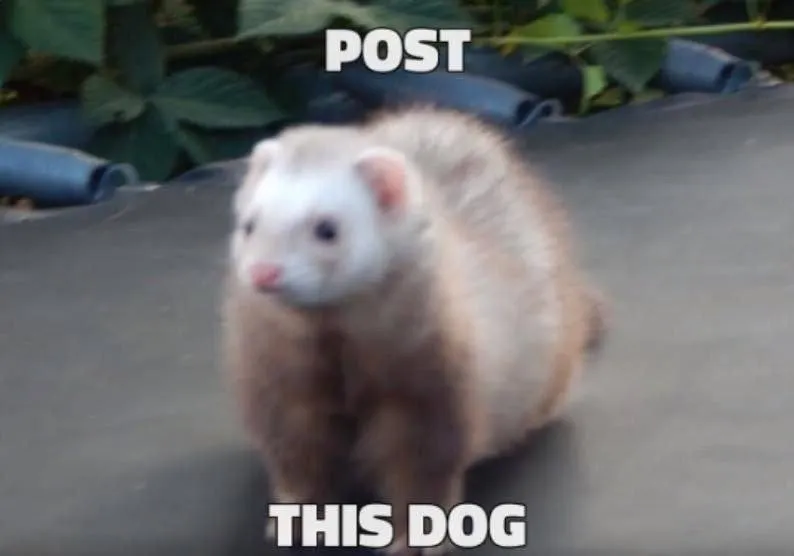 Untitled meme
