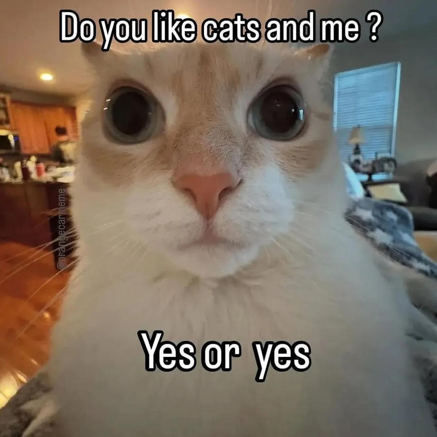 Untitled meme