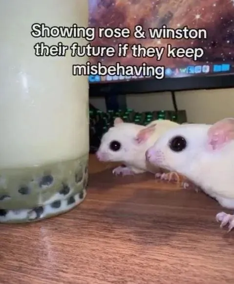 Untitled meme