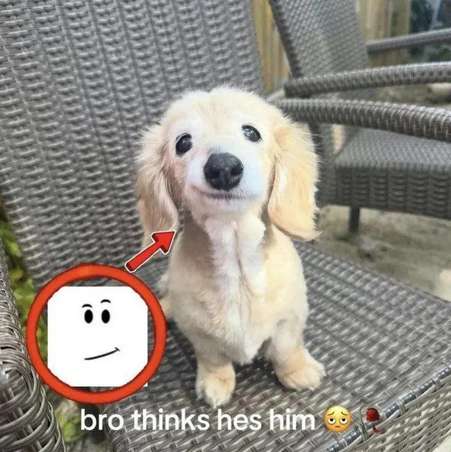 Untitled meme