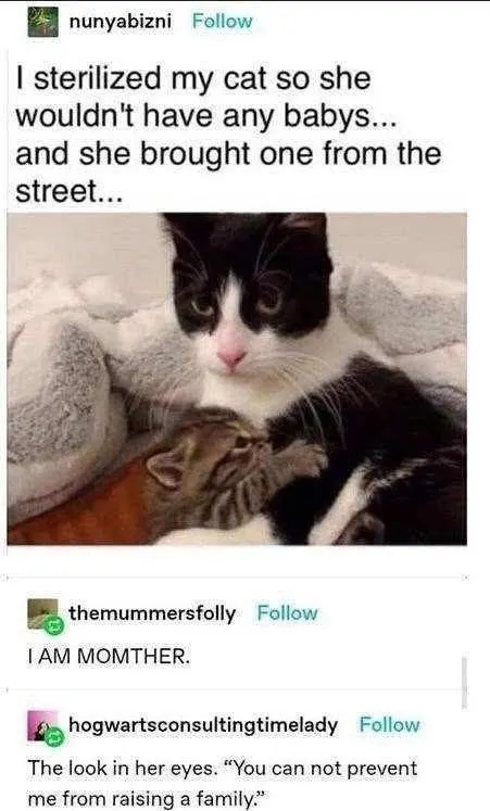 Untitled meme