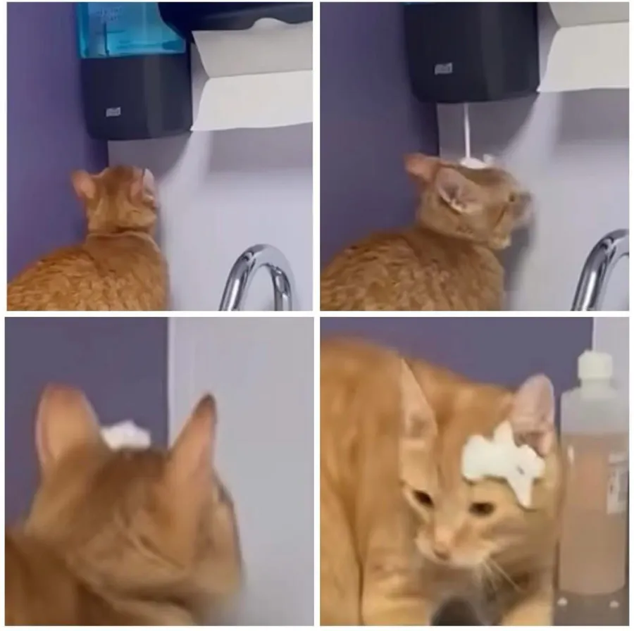 Untitled meme