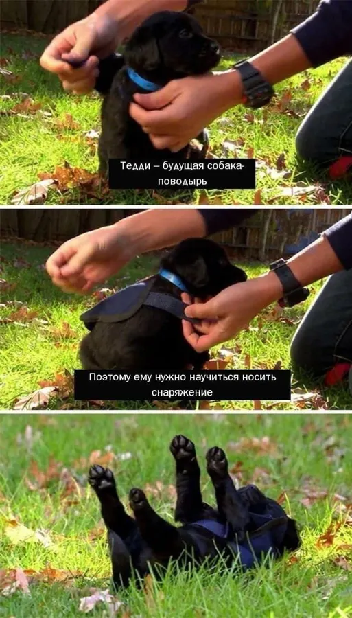 Untitled meme