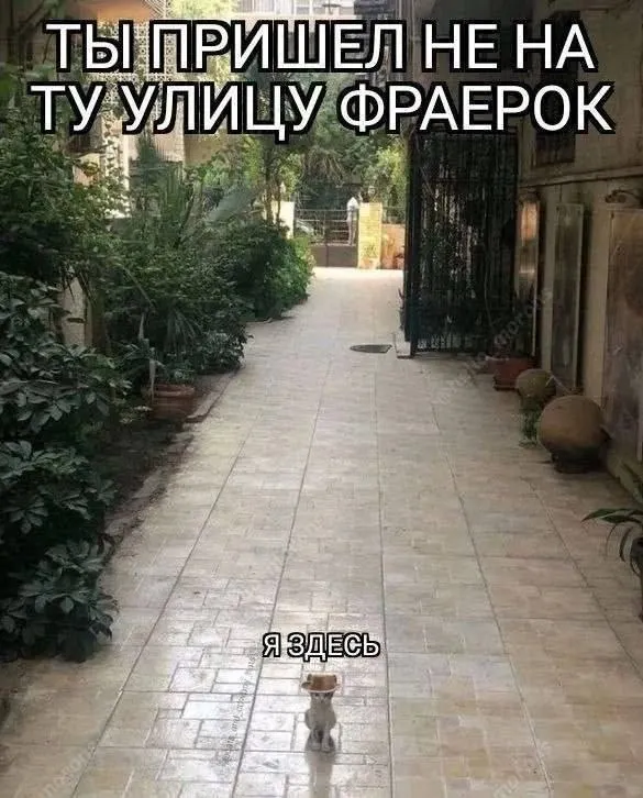 Untitled meme