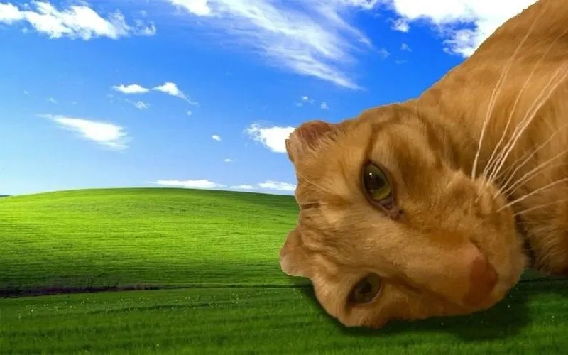 Untitled meme