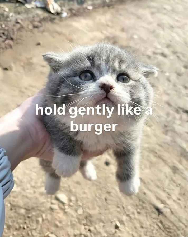 Untitled meme