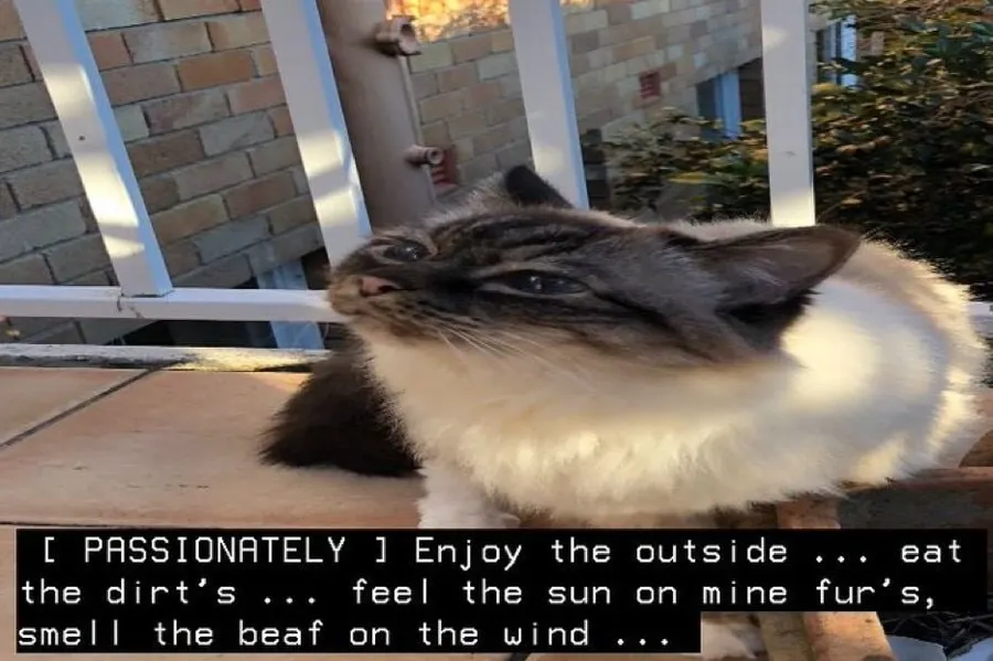 Untitled meme