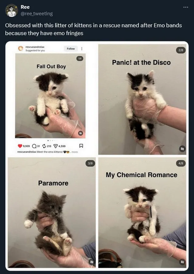 Untitled meme