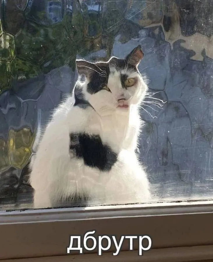 Untitled meme