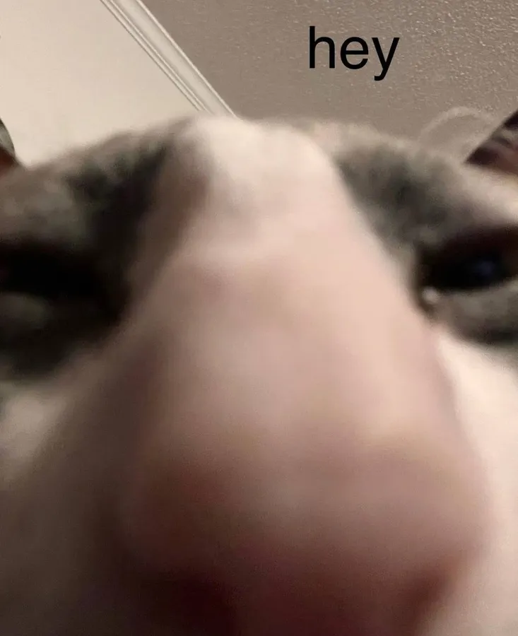 Untitled meme