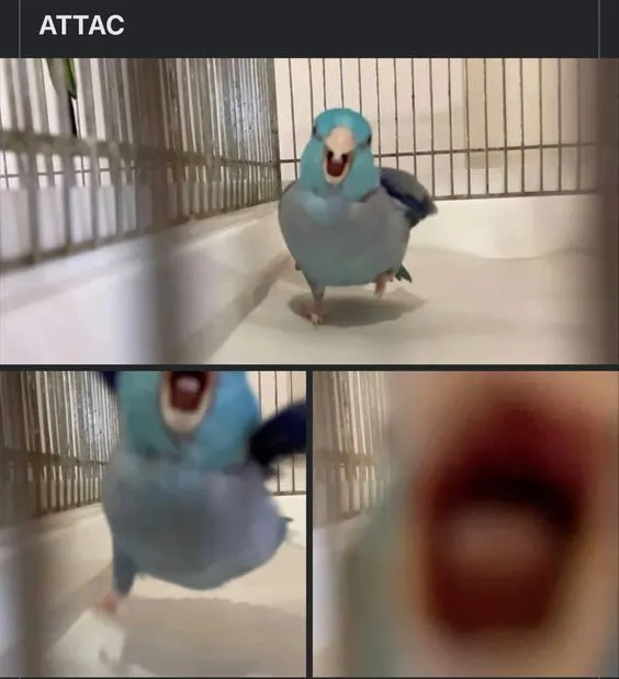 Untitled meme