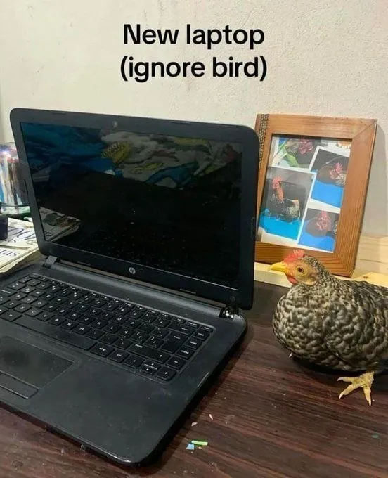 Untitled meme