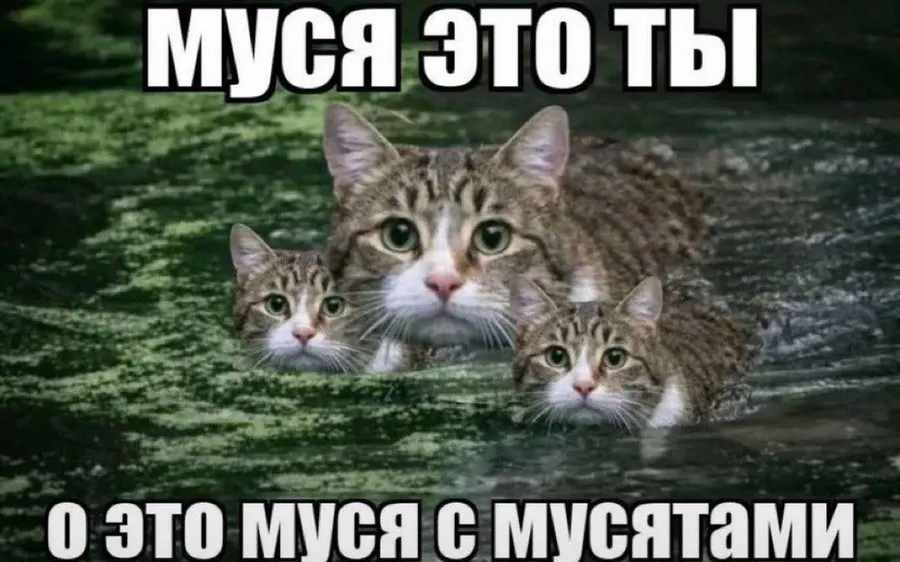 Untitled meme