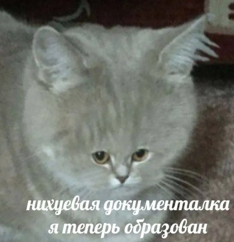 Untitled meme