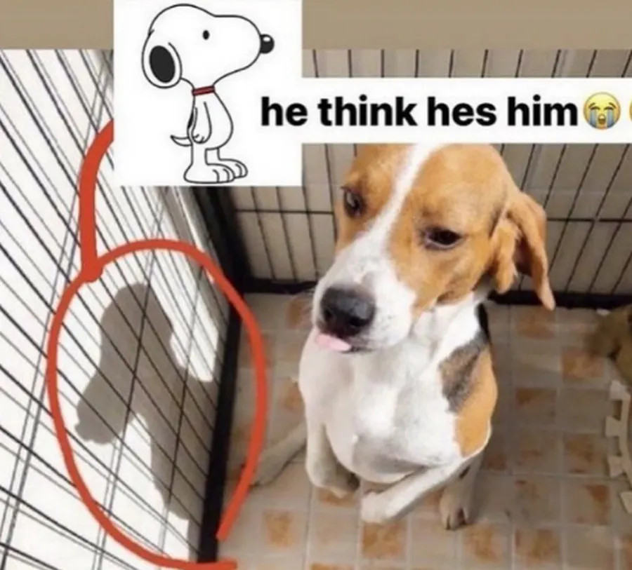 Untitled meme