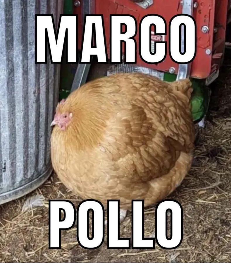 Untitled meme