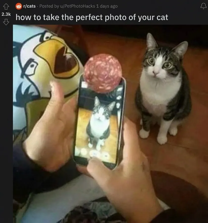 Untitled meme
