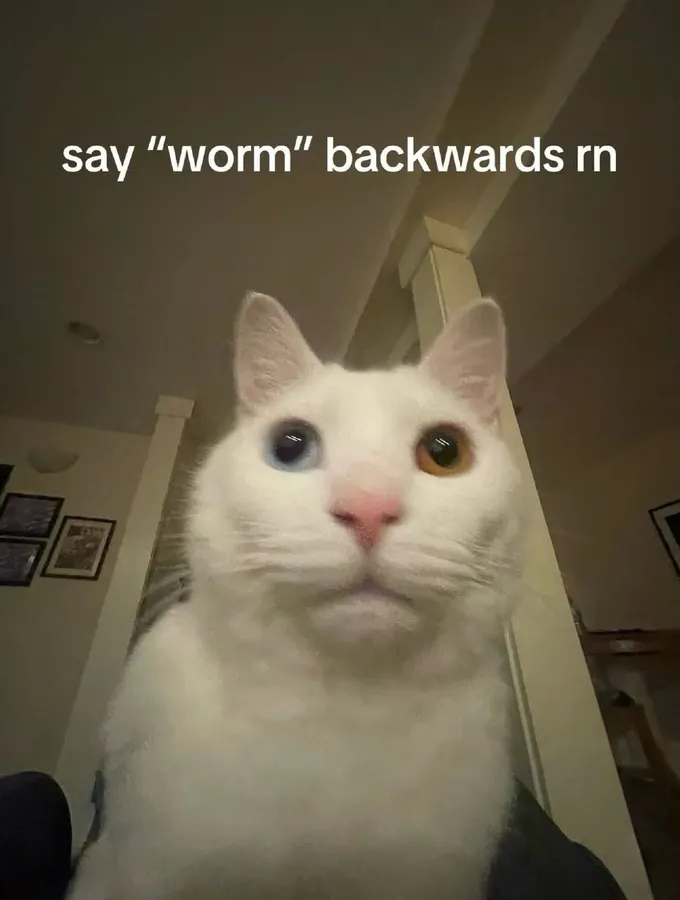 Untitled meme