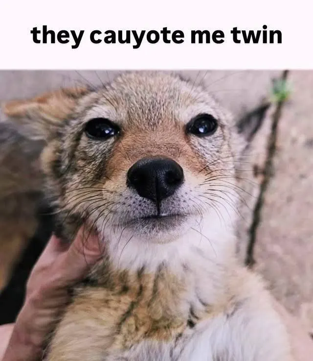 Untitled meme