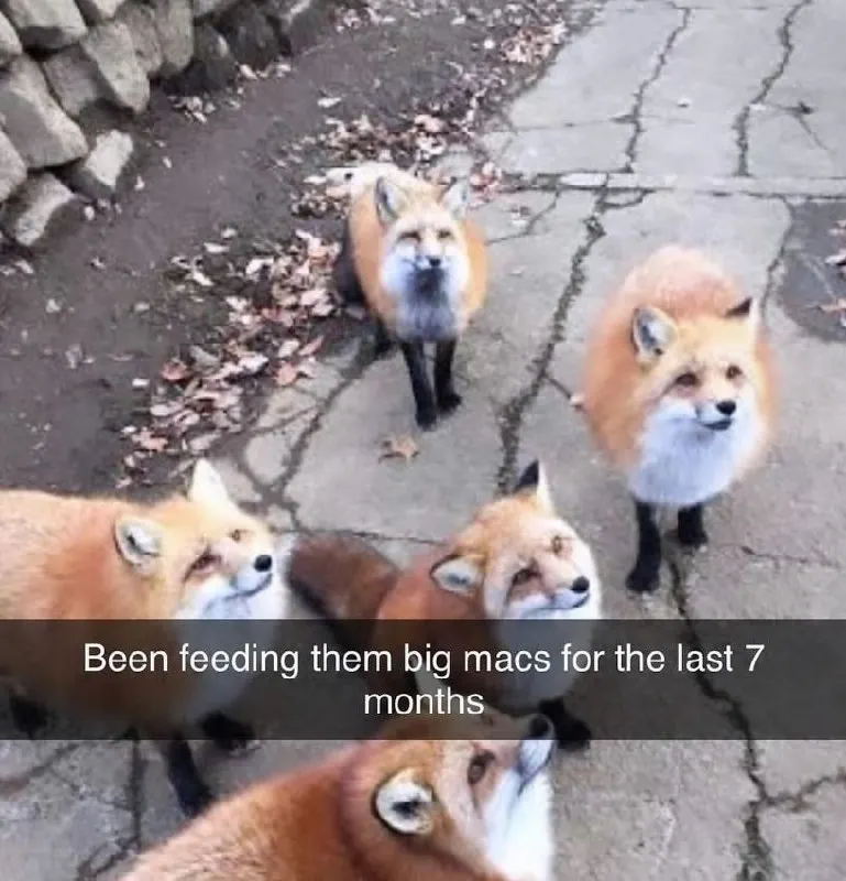 Untitled meme