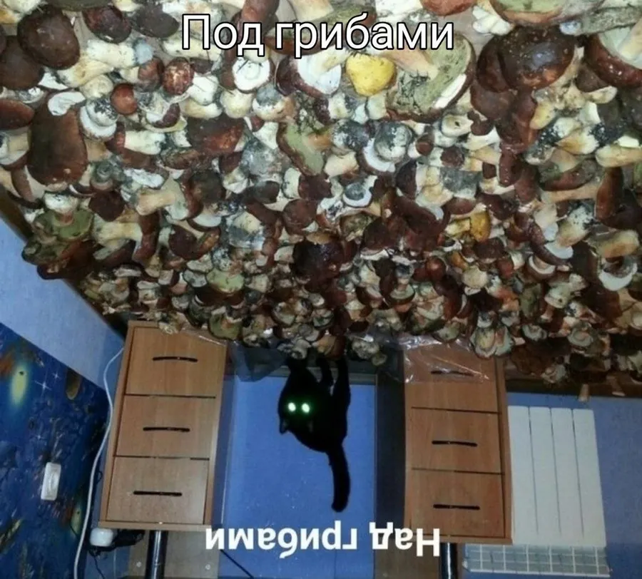 Untitled meme