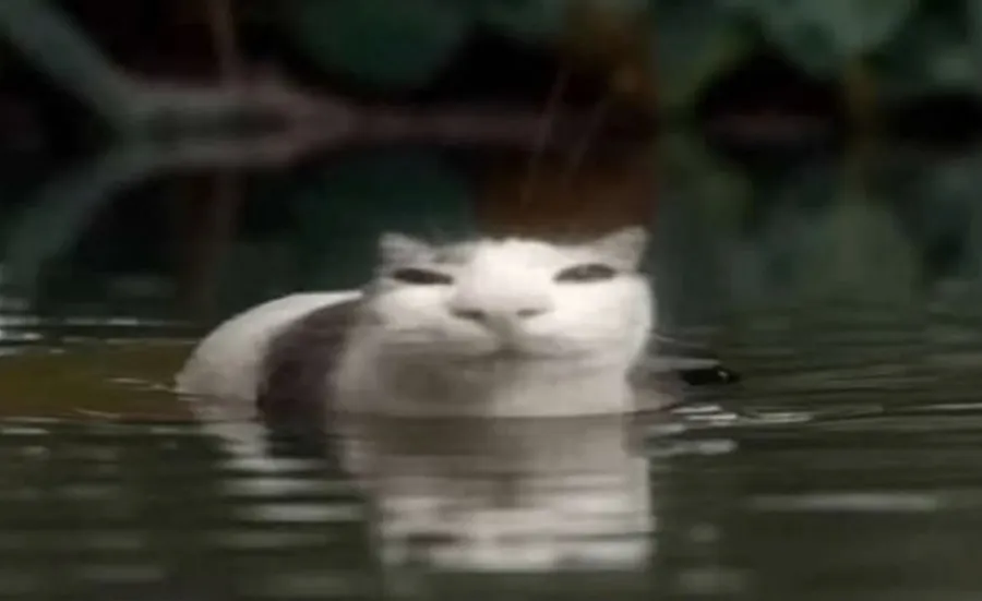 Untitled meme