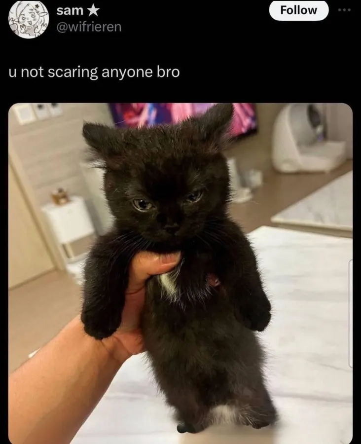 Untitled meme