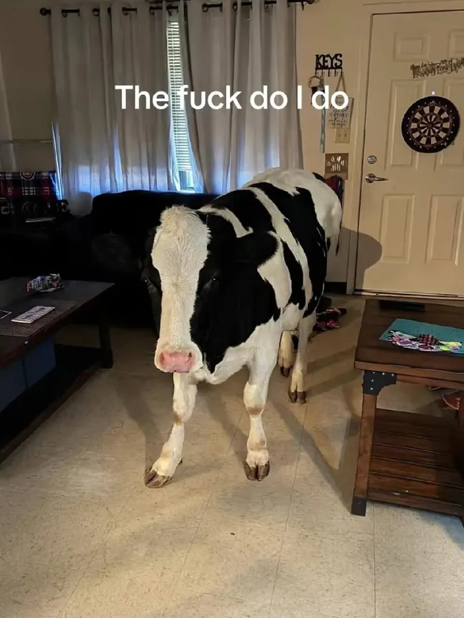Untitled meme