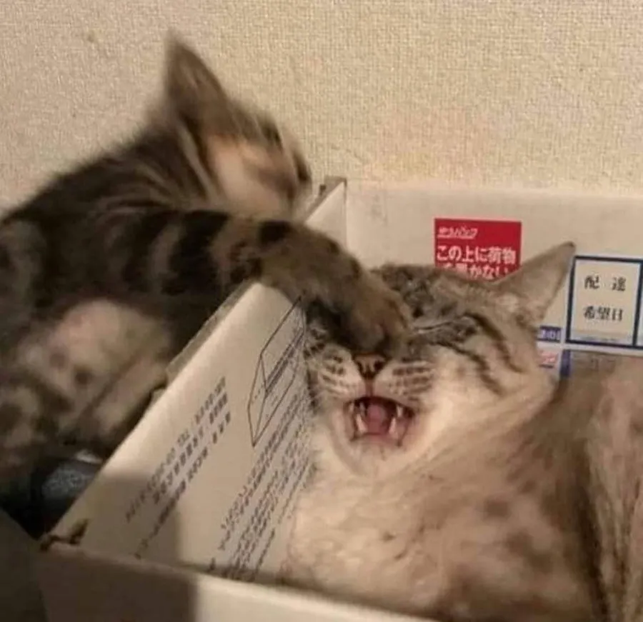 Untitled meme