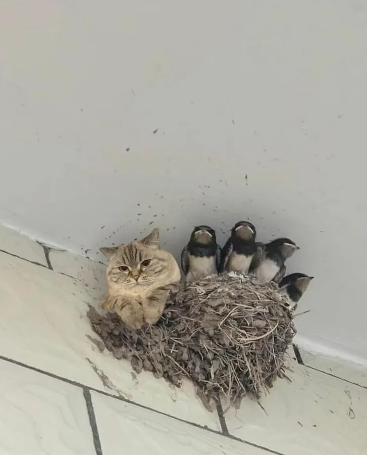 Untitled meme
