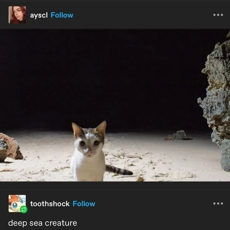 Untitled meme