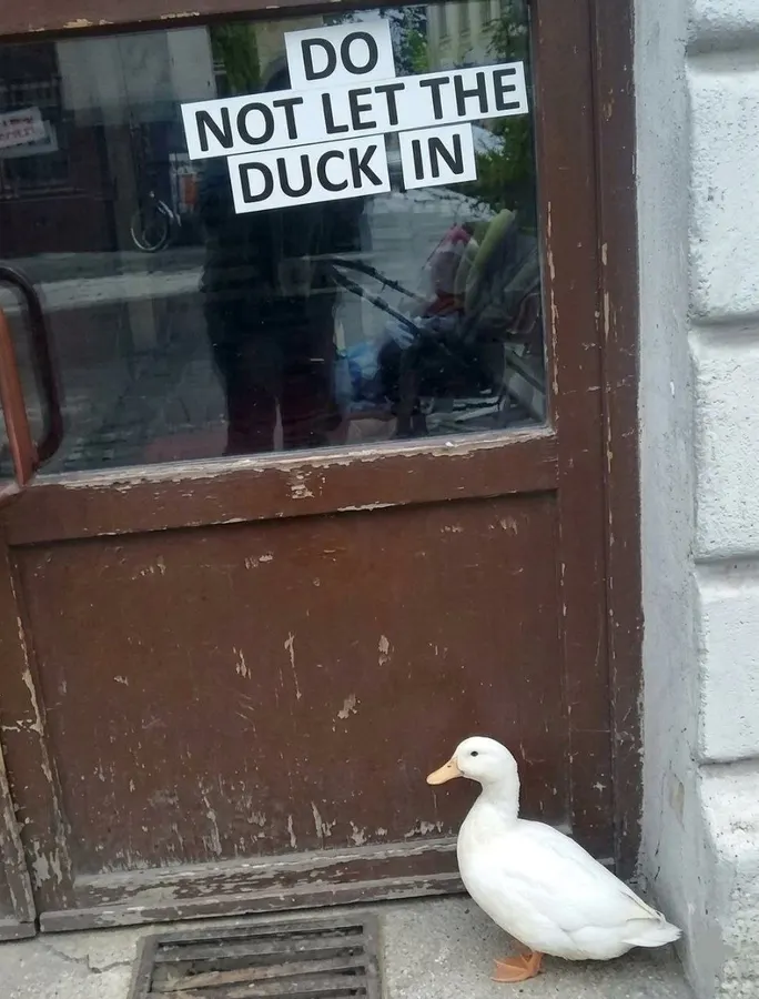 Untitled meme