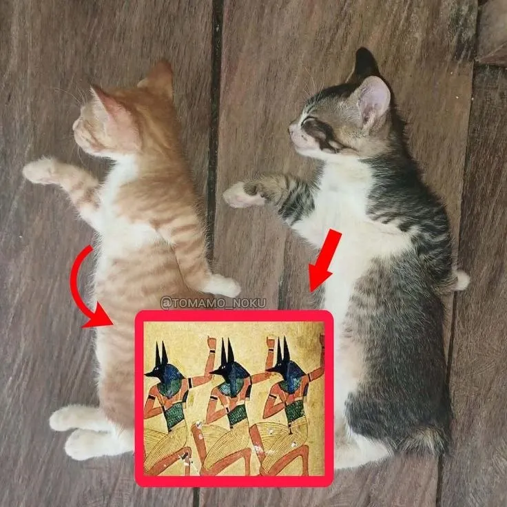 Untitled meme