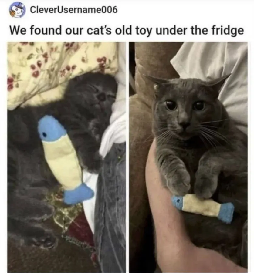 Untitled meme